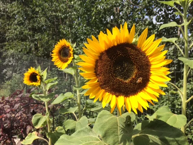 happy bee on a sunflower