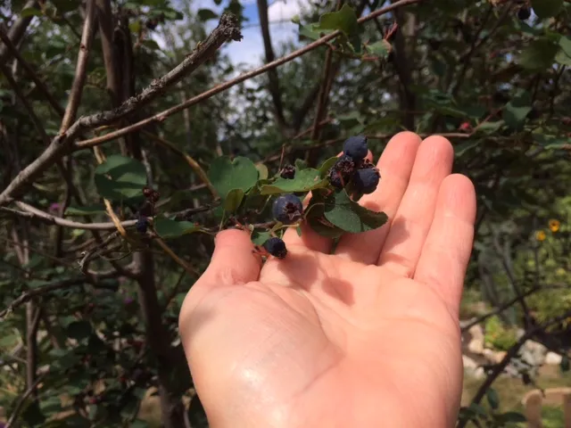Saskatoon berries
