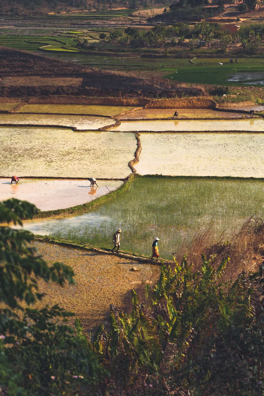 Madagascar_021.jpg