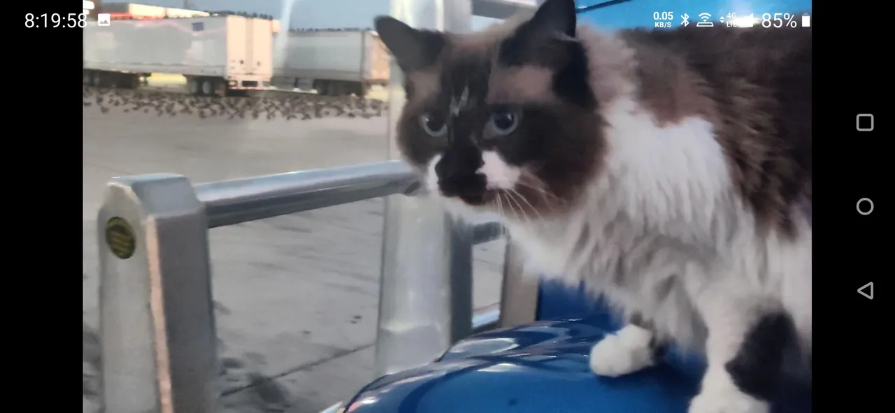 Birds (6) Vid Screenshot 2019- 09-22.jpg