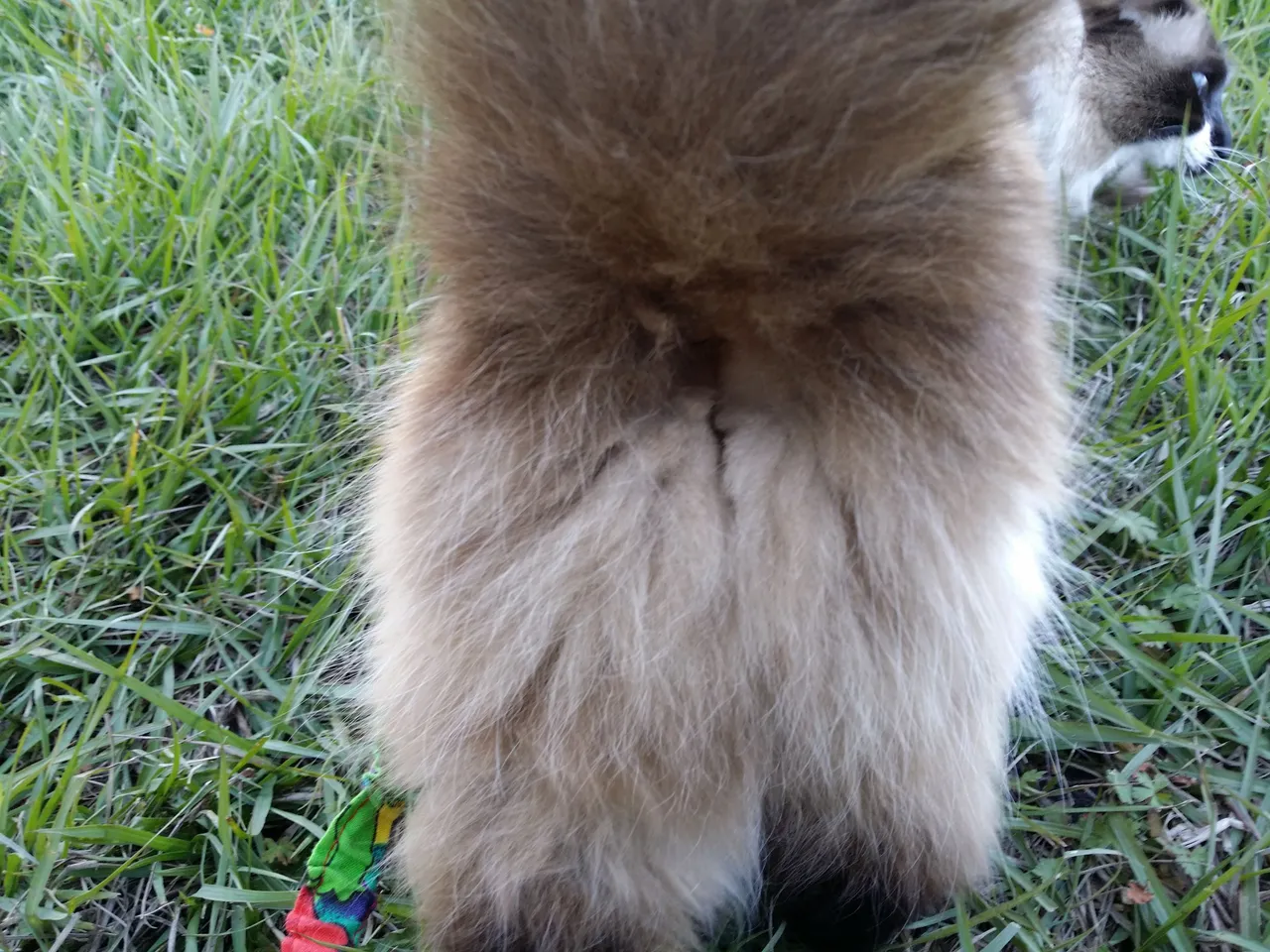 Fuzzy Butt (4) 2015-01-29.jpg