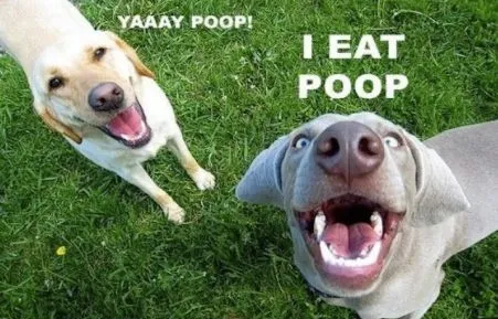 dogs-eat-poop.jpg