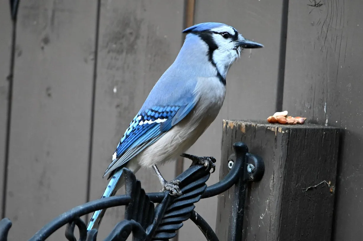 blue jay (1).jpg