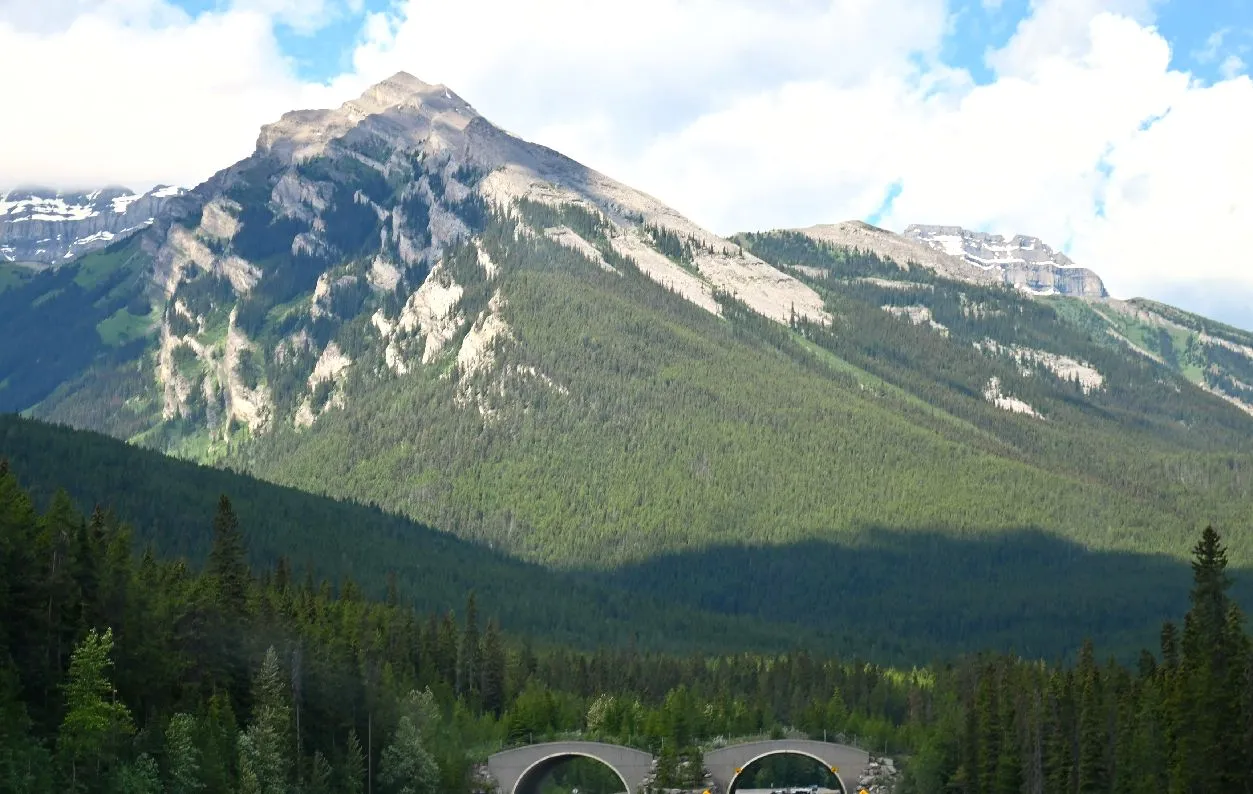 banff animal bridge.jpg