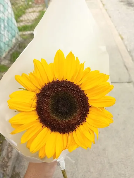 girasol.jpg