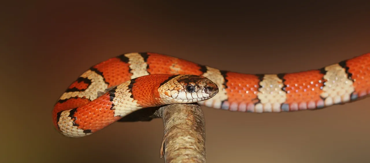 kingsnake-502263_1280.jpg