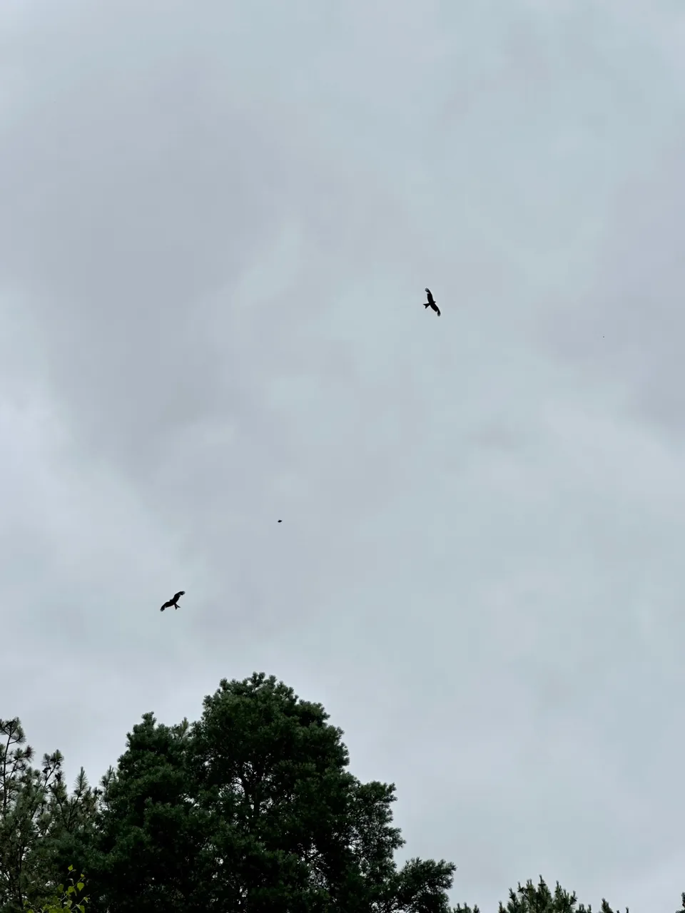 IMG_5473.jpeg