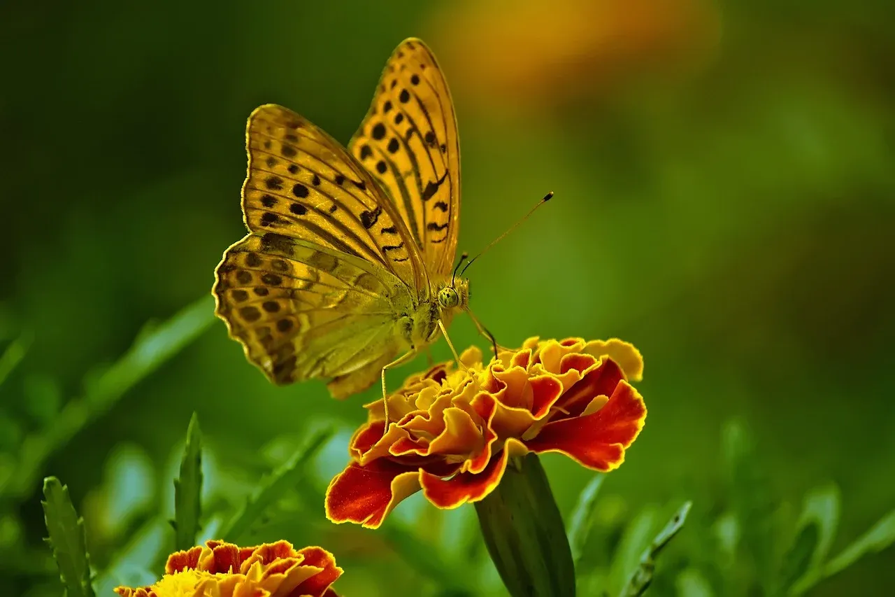 butterfly-1829404_1280.webp
