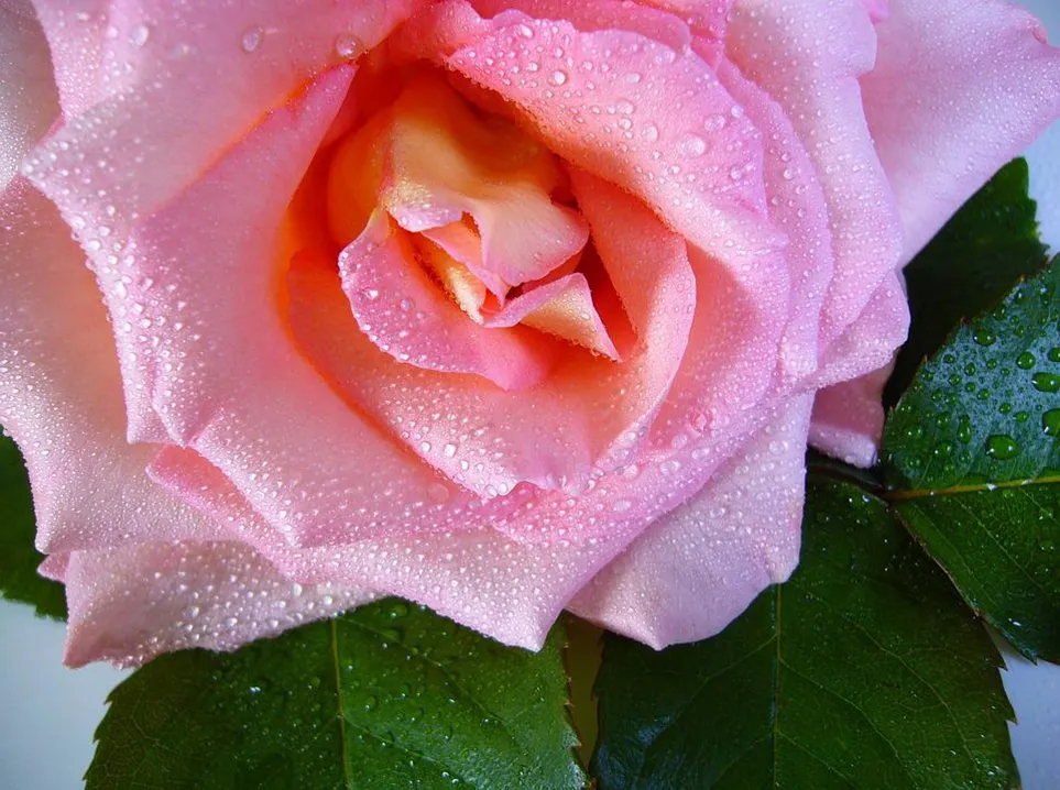 rosas.png