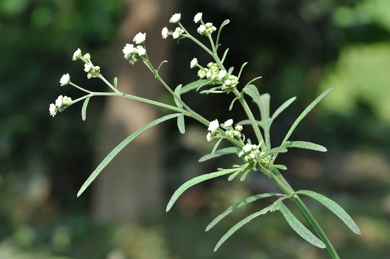 Parthenium_-_Howrah_2011-01-09_9940.JPG