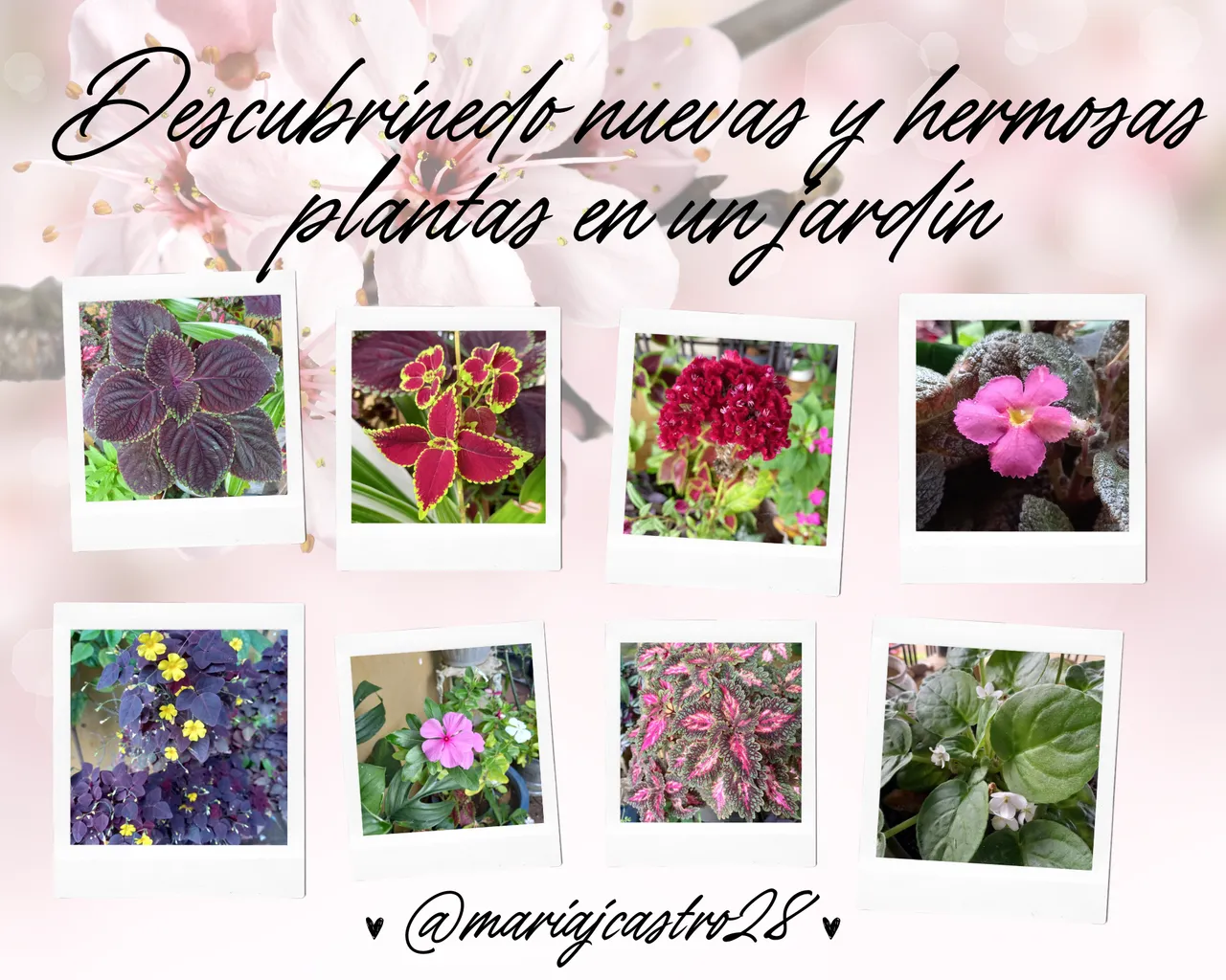 Descubrinedo nuevas y hermosas plantas en un jardín.png