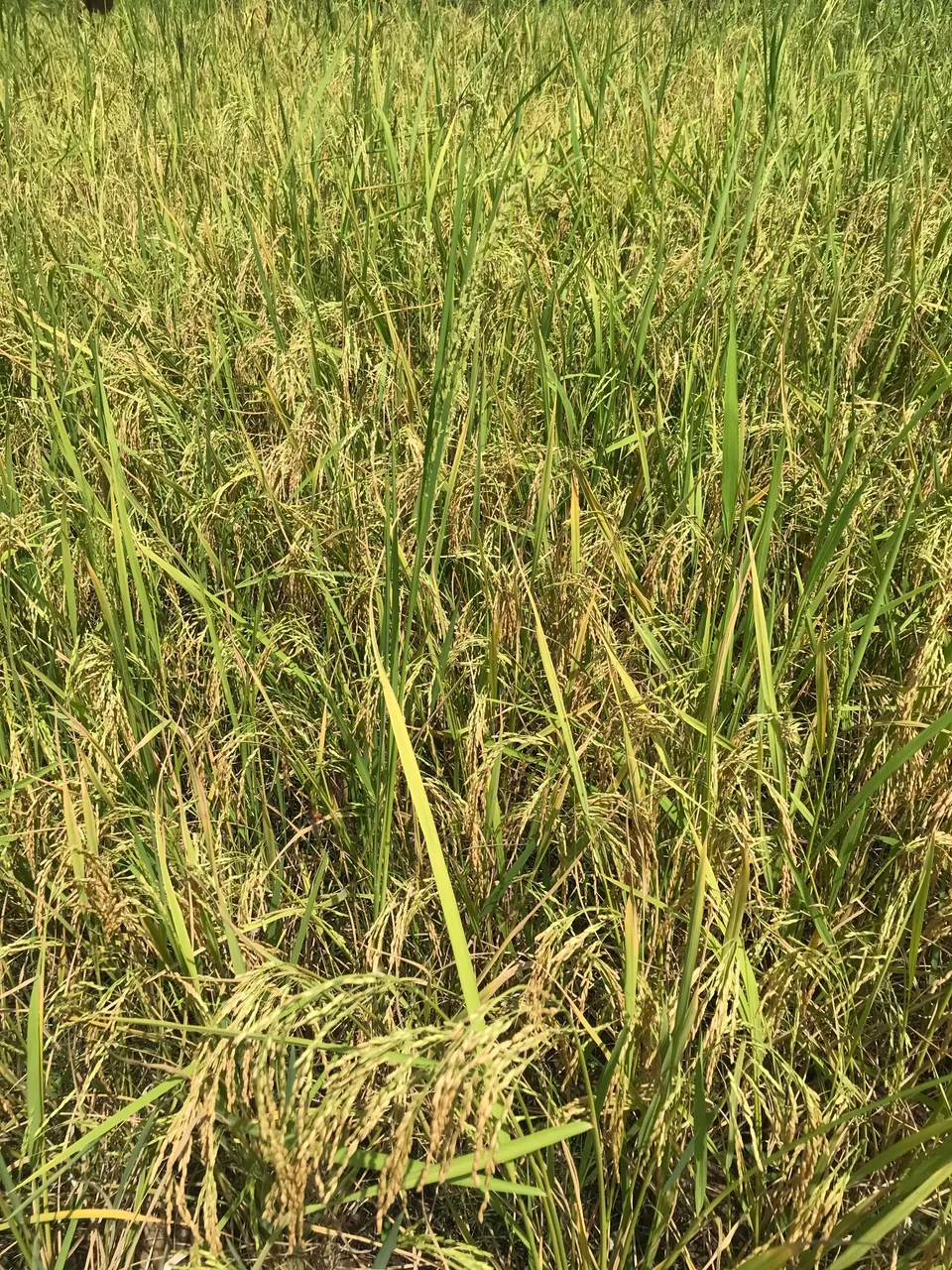 IMG_4039.jpeg
