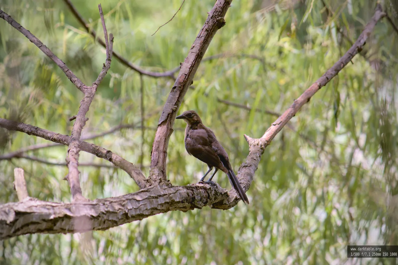 aves_en_alambre_0005.jpg