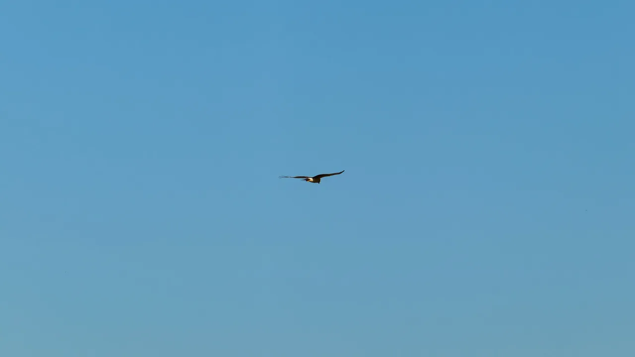 alcon-5.jpg
