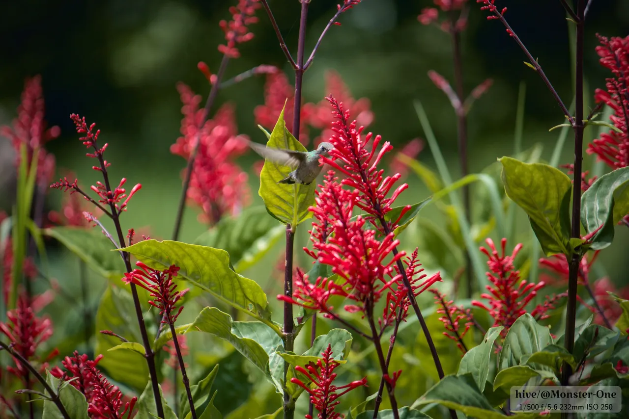 hummingbird_0005.jpg