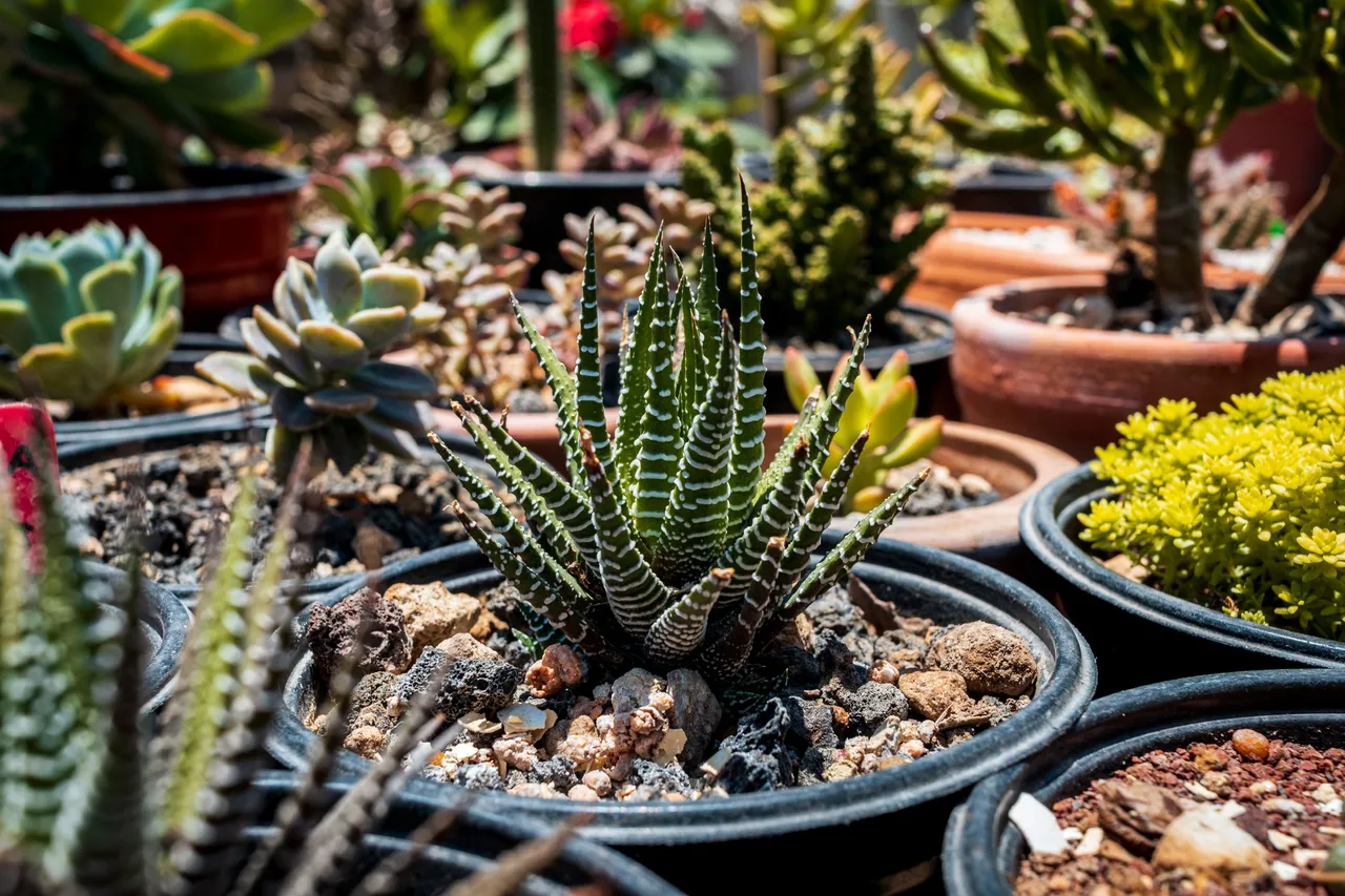 Haworthias-4.jpg