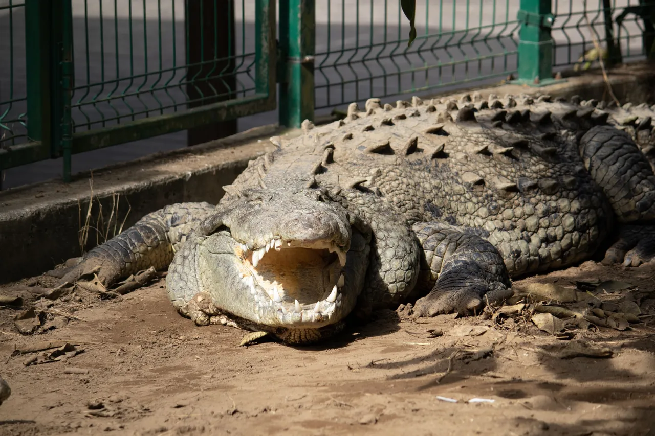 La tovara y cocodrilario-22.png