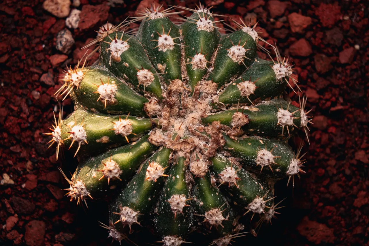 Peyote-4.jpg