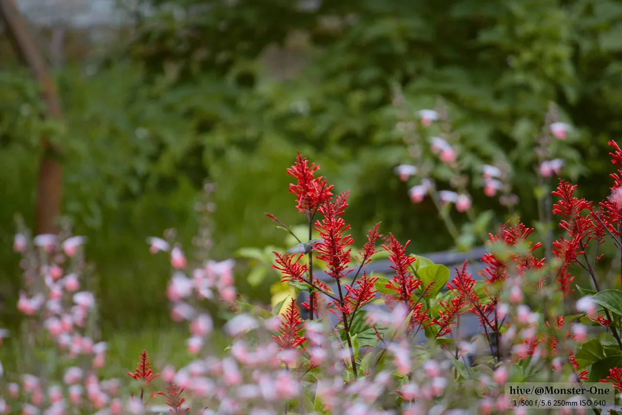 hummingbird_0001.jpg