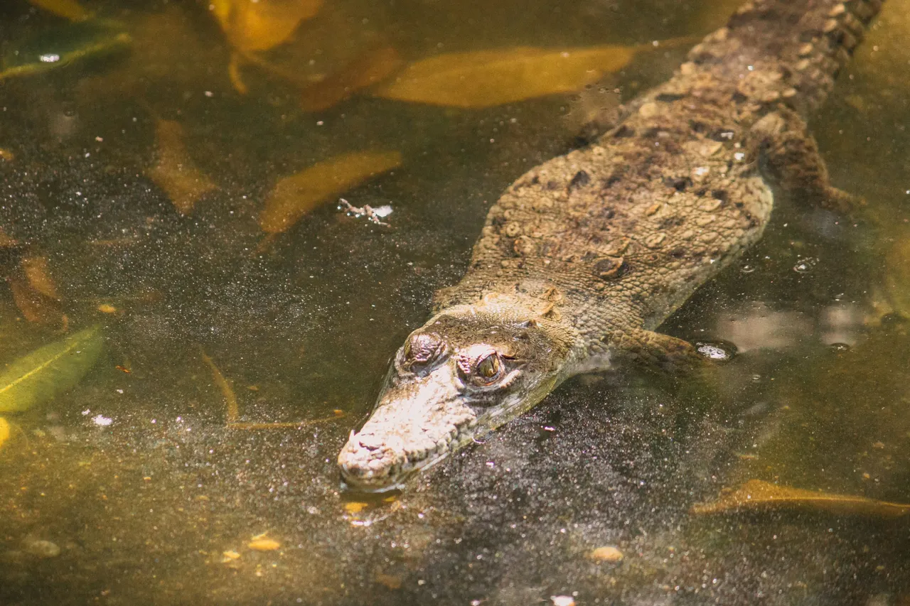 La tovara y cocodrilario-11.png