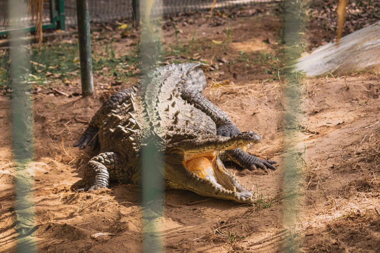 La tovara y cocodrilario-6.png