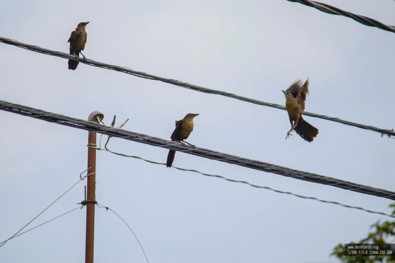 aves_en_alambre_0002.jpg