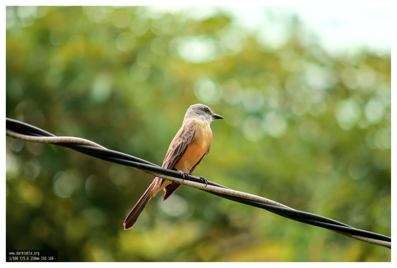 aves_en_alambre_0001.jpg