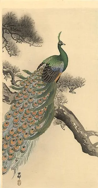 peacock-1.jpg!Large.jpg