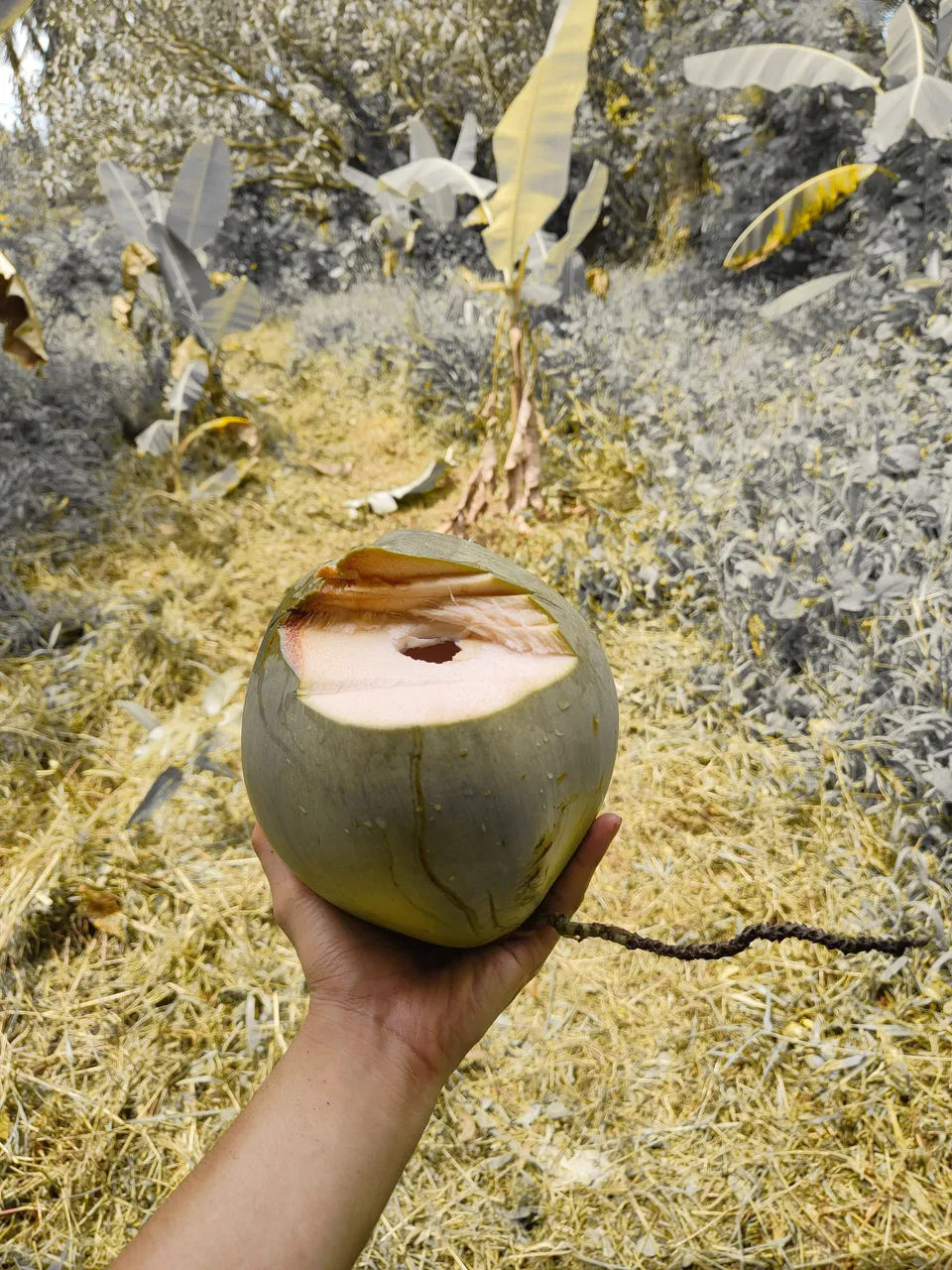 Harvesting young Macapuno for coco water