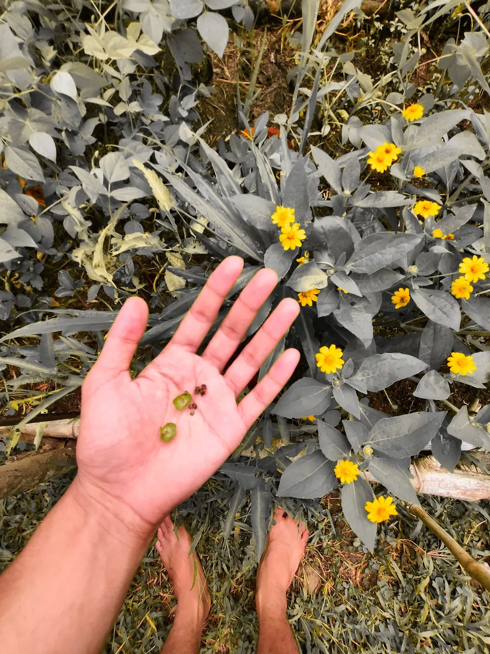 Companion planting as an alternative for for pest management and for better crop pollination