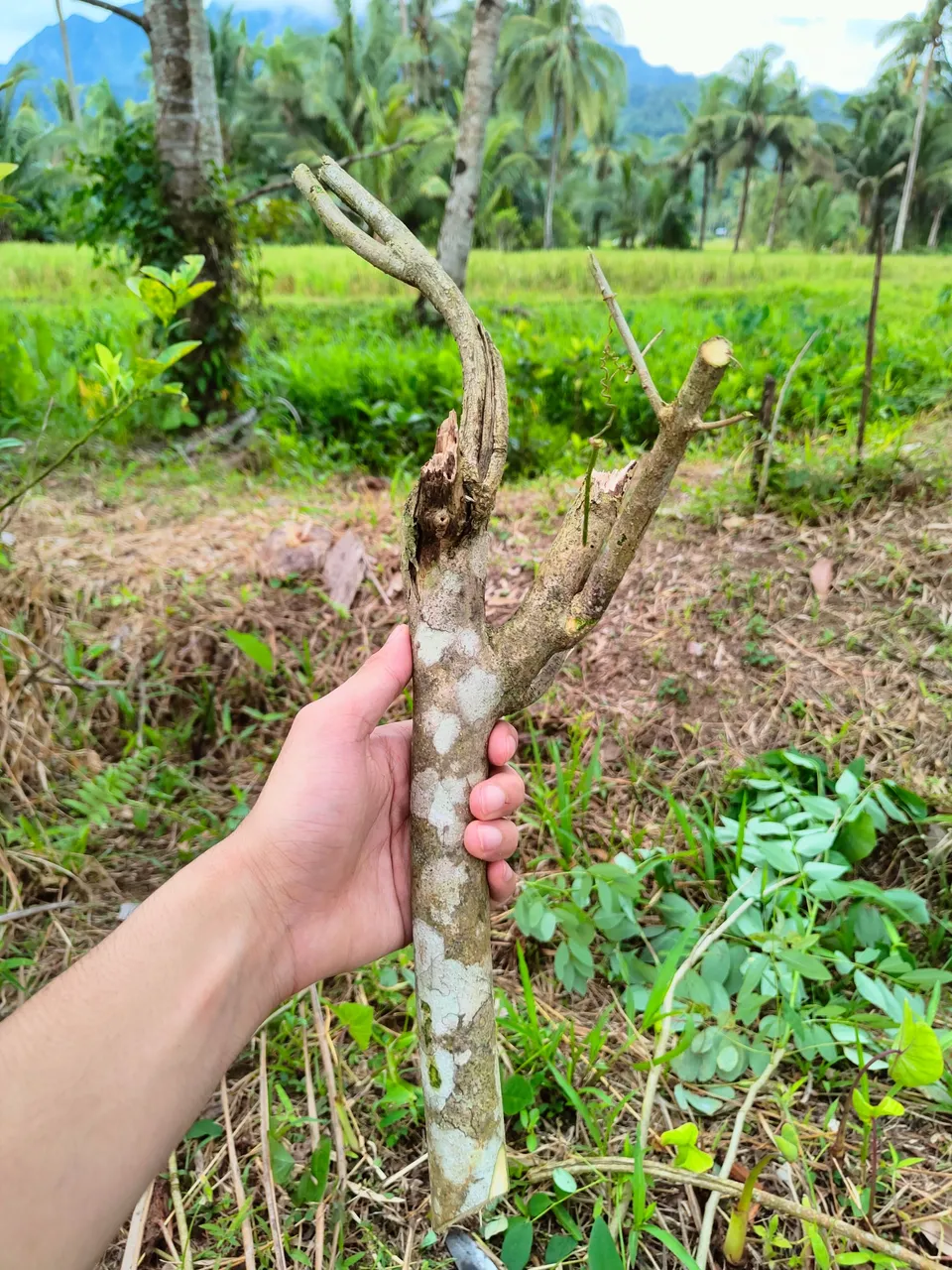 Madre de Cacao to support the Dragonfruits