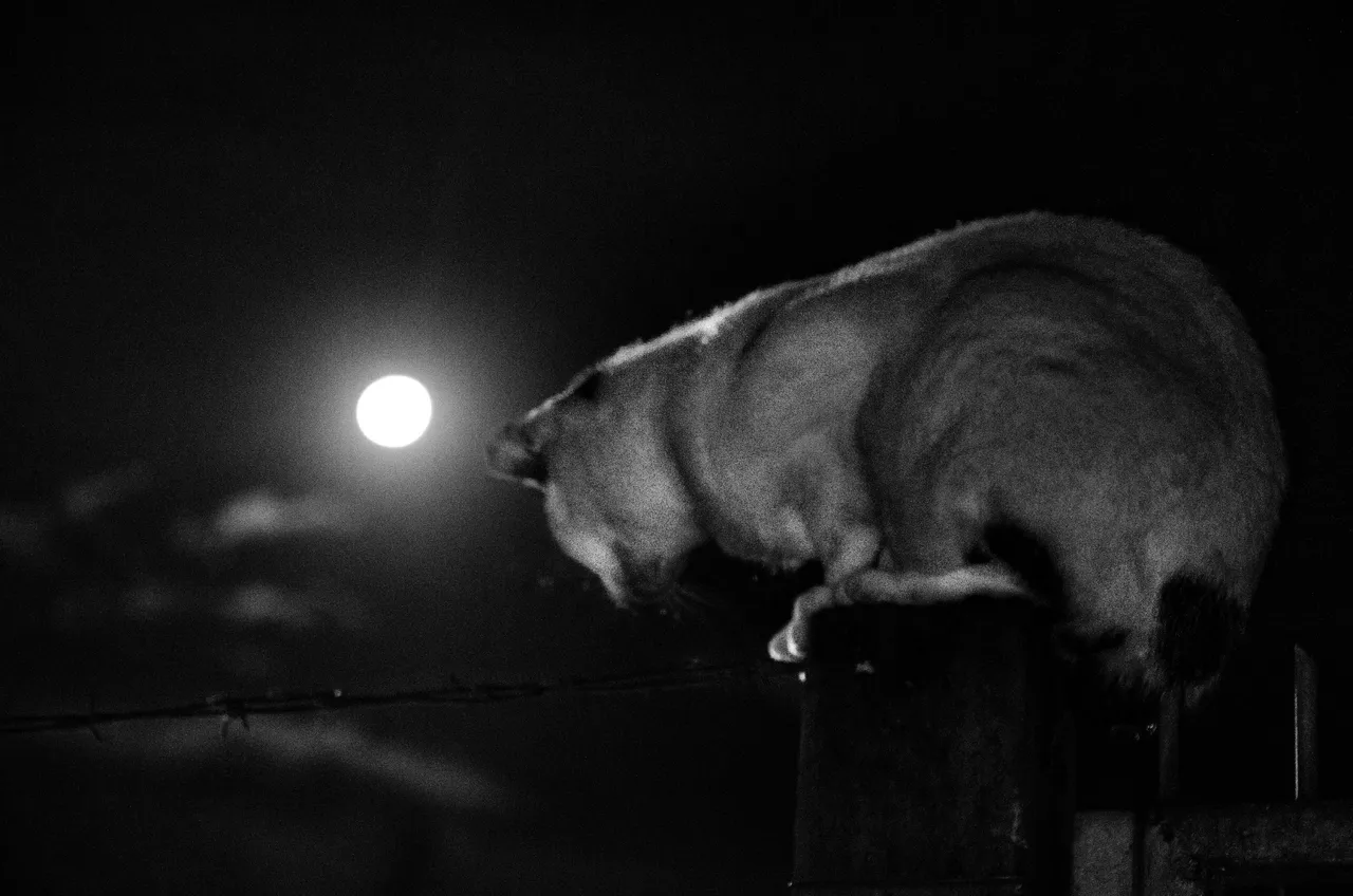 mooncat.jpg
