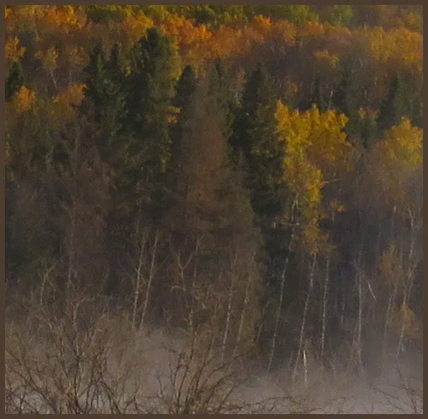 bushes mist rising from pond fall color on trees behind.JPG