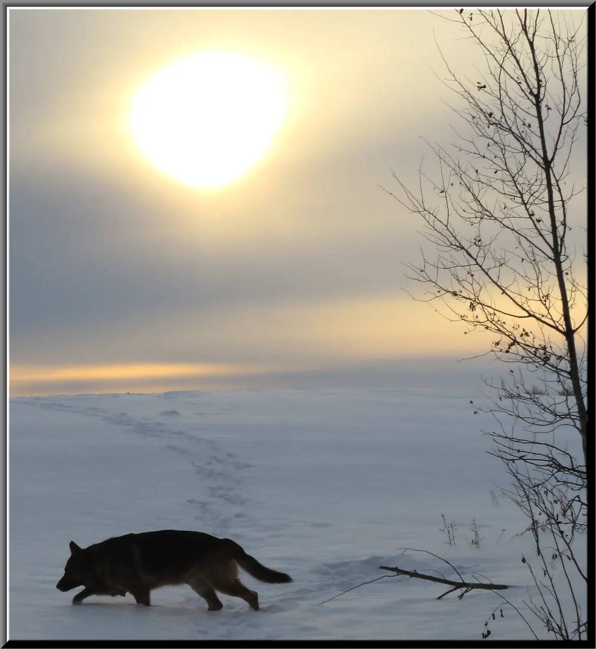 Bruno walking across snowy trail clouded sun low in sky.JPG