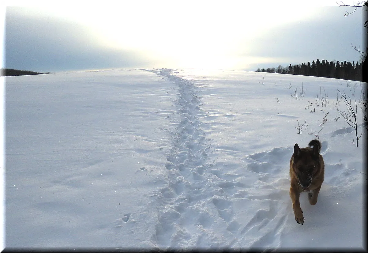 clouded sunshine above hilltop Bruno running through snow.JPG