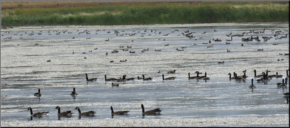 busy pond with 5 geese swimming in a row in foreground.JPG