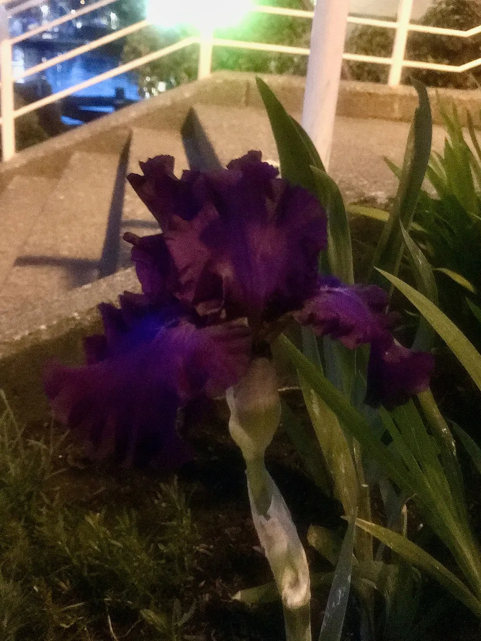 IMG_5847.jpeg