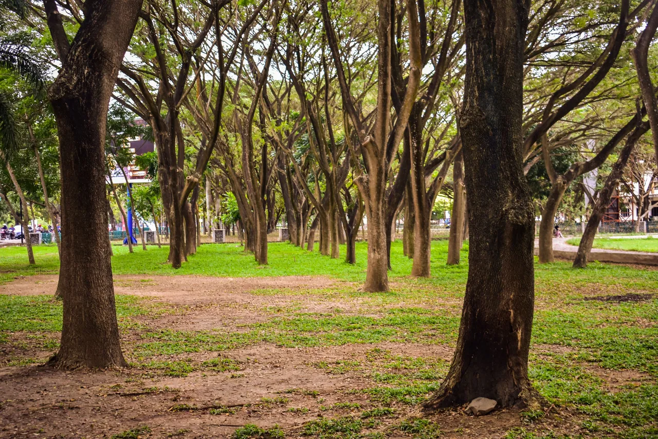 DSC_0782a.jpg