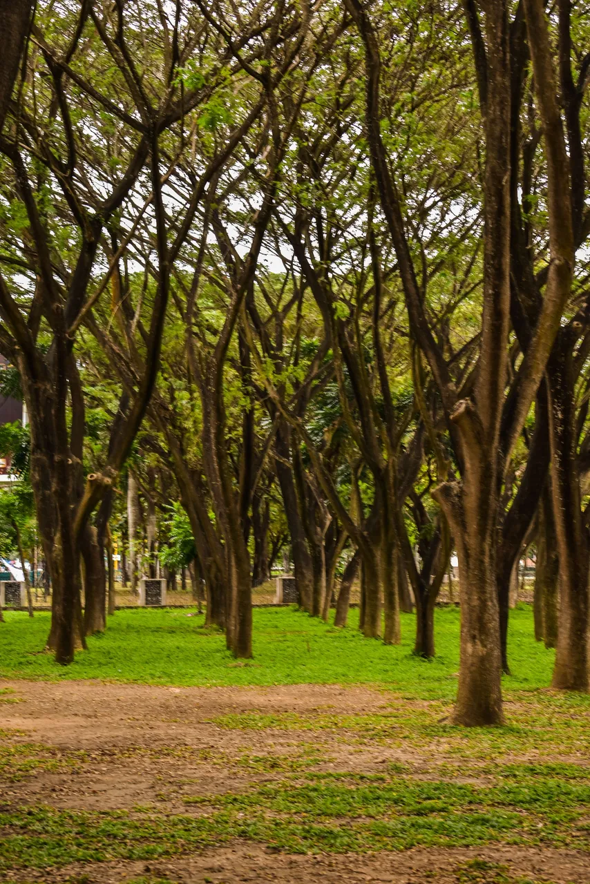 DSC_0785a.jpg