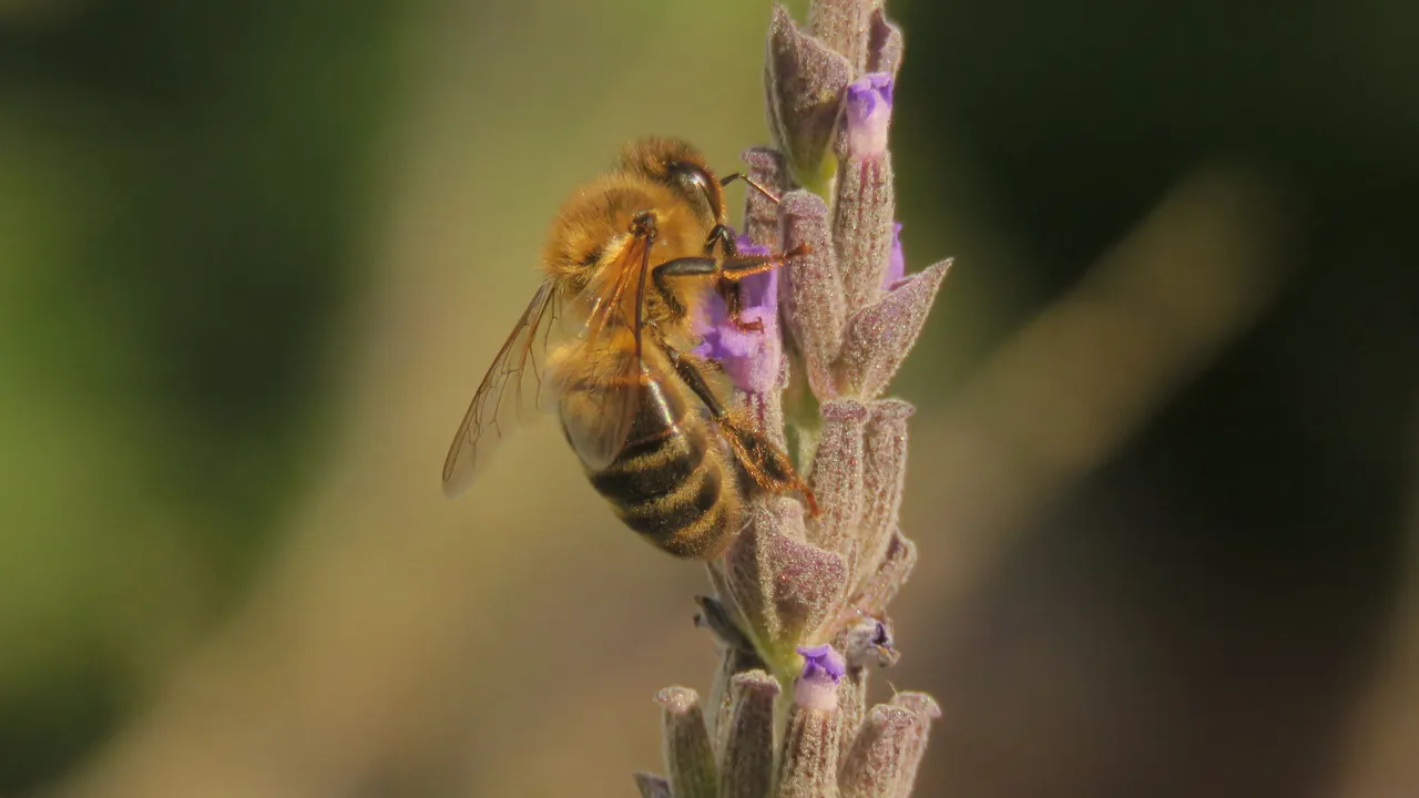 bee on lavander.jpg