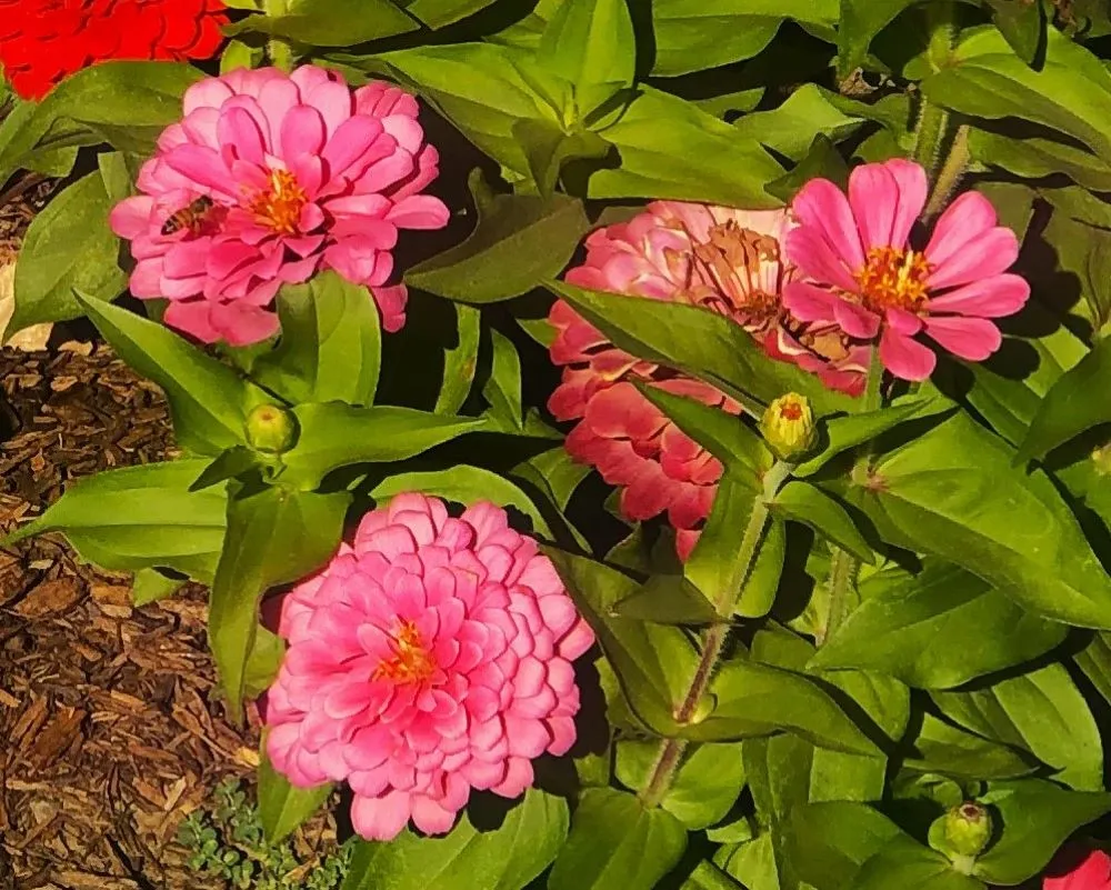 flowerbed7.jpg