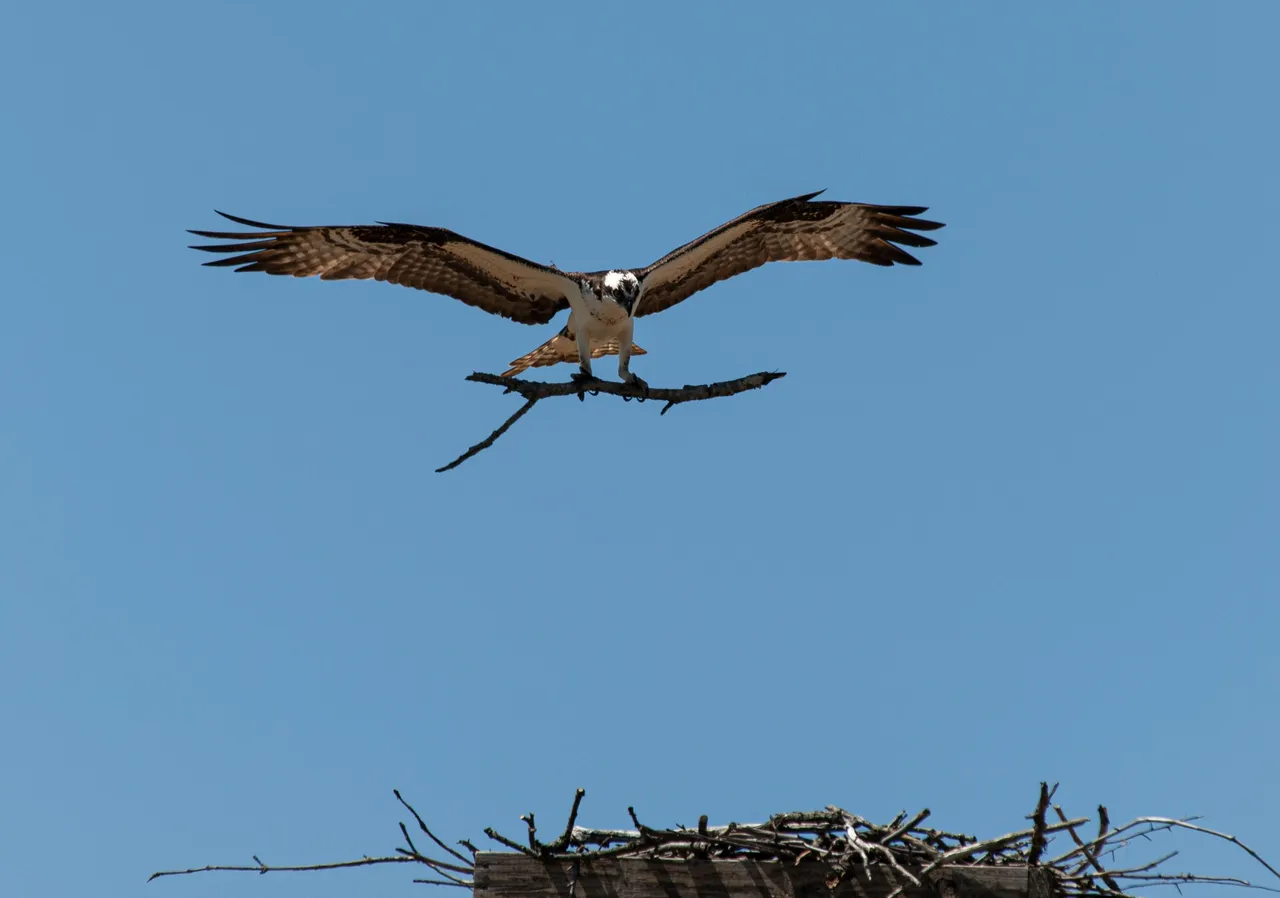 P1013319 copy.jpg