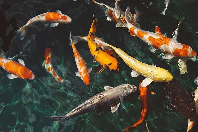 peces.jpg