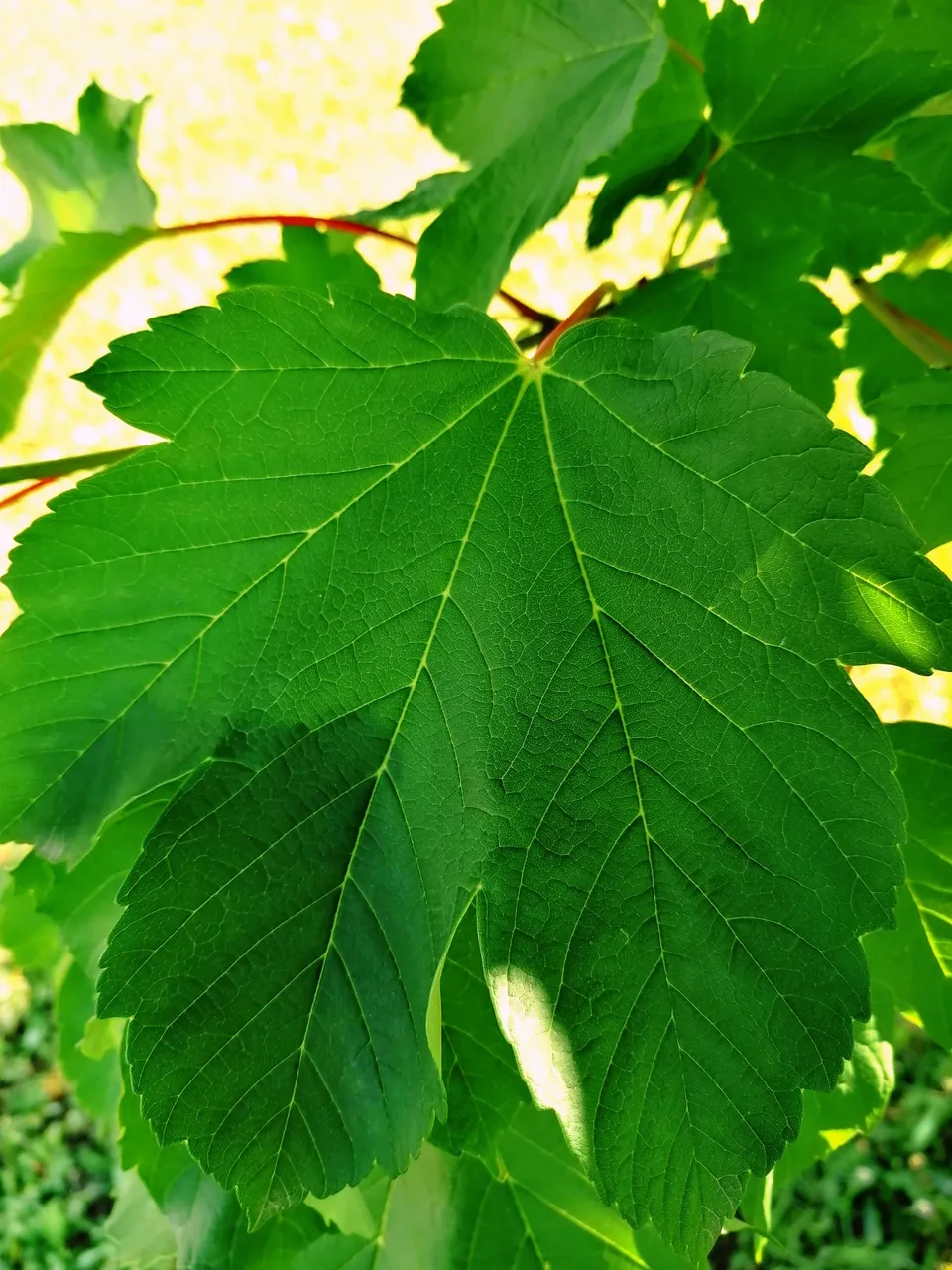 IMG_20210609_194751.jpg