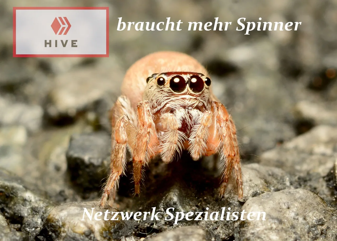Meme sportsbuddy Spinne Netzwerk.jpg