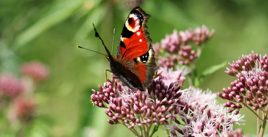 Screenshot 2022-12-19 at 16-45-19 Free Image on Pixabay - Peacock Butterfly, Butterfly.png