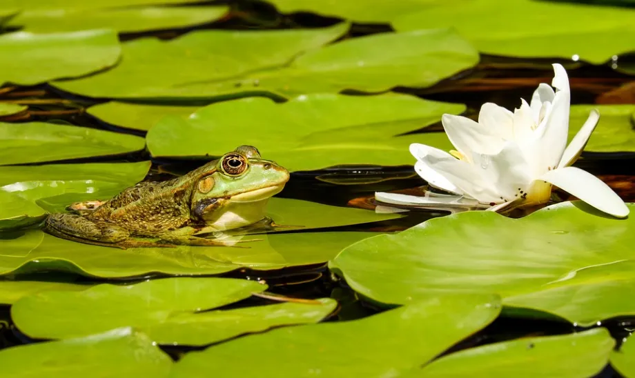 Screenshot 2022-12-19 at 16-47-02 Free Image on Pixabay - Frog, Pond, Lily Pads, Lotus.png