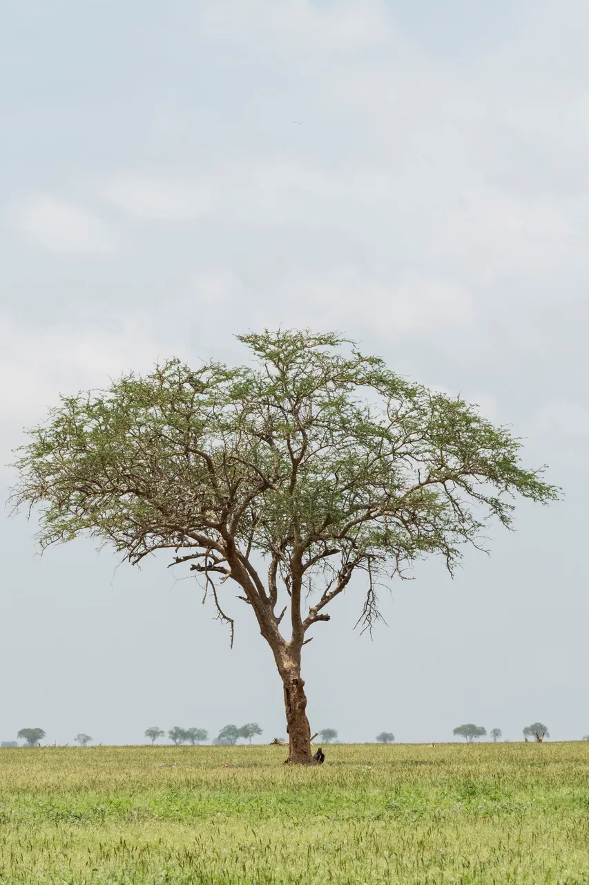 murad-swaleh-JOIbM5z2CYA-unsplash.jpg