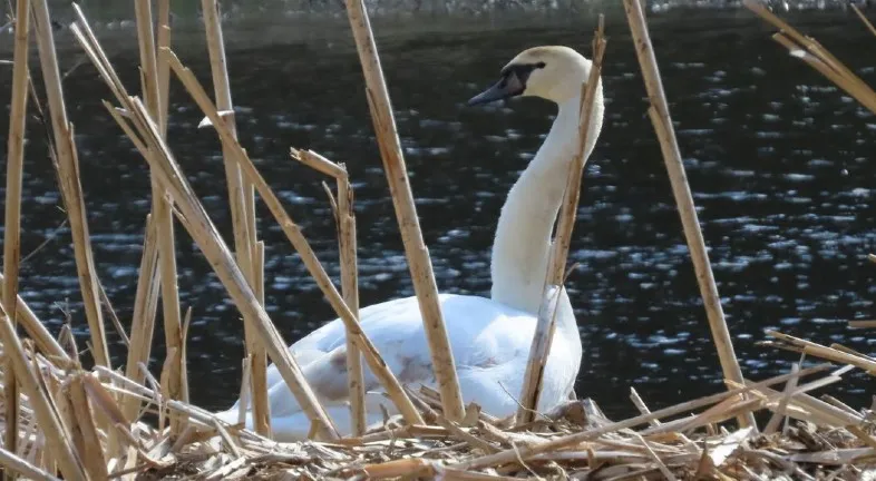 HIVE RAith Baby Swan blown up.jpg