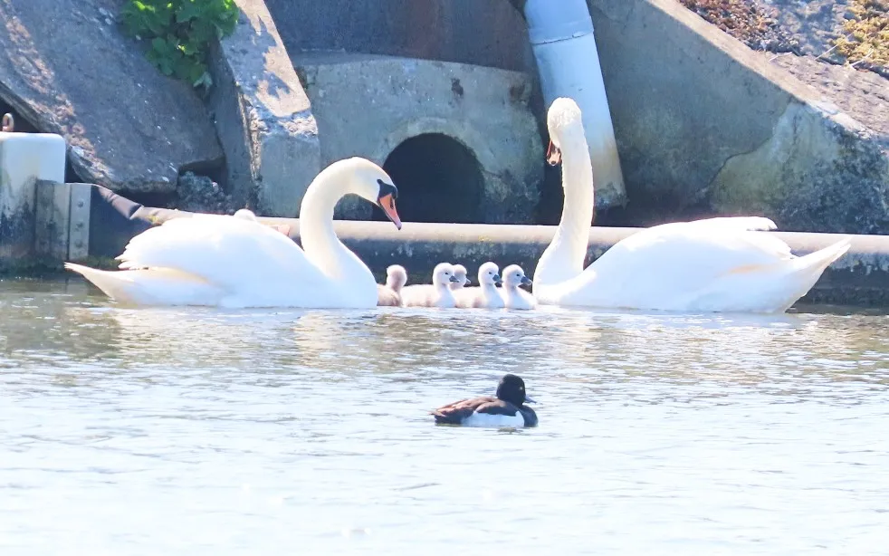 5002swanfamily peedie sea1.jpg